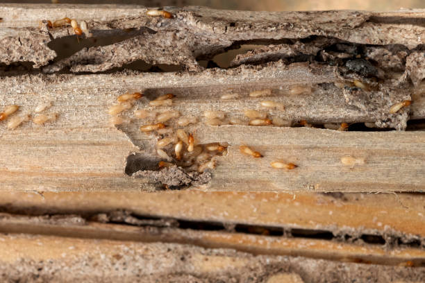 Professional Pest Control in Drexel, NC