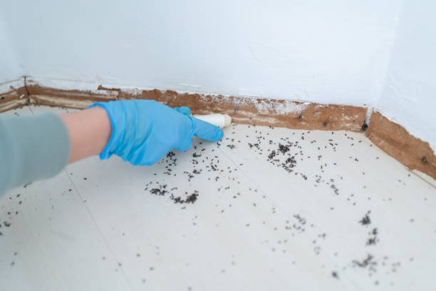 Best Affordable Pest Control Services  in Drexel, NC